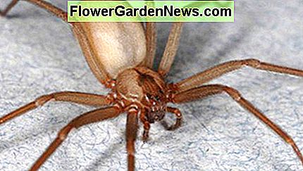 Braune Einsiedler haben eine deutlich glatte Erscheinung im Vergleich zu den meisten anderen Spinnen ihrer Größe. Brown recluses have a distinctively smooth appearance compared to most other spiders their size.