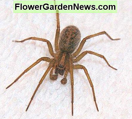 Hobo-Spinnen werden oft mit riesigen Hausspinnen oder braunen Einsiedlern verwechselt. Hobo spiders are often confused with giant house spiders or brown recluses.
