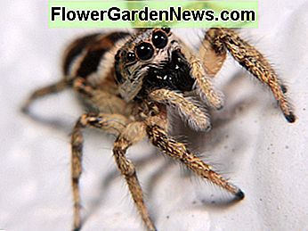 Springende Spinnen haben ein bezauberndes Aussehen. Jumping spiders have a charming appearance.
