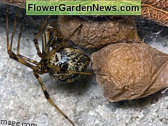 Rund und glänzend kann die gemeine Hausspinne auf den ersten Blick für eine schwarze Witwe verwechselt werden. Round and shiny, the common house spider can be confused for a black widow at first glance.