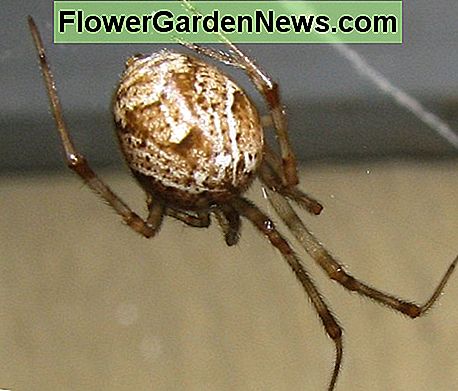 Aber gewöhnliche Hausspinnen sehen tatsächlich eher wie gesprenkelte Vogeleier aus als eine schwarze Witwe. But common house spiders actually look more like mottled bird eggs than a black widow.