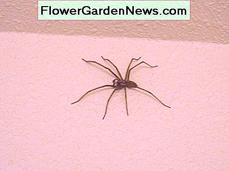 Riesenspinnen werden viel größer als Hobospinnen. Giant house spiders grow to be much larger than Hobo spiders.