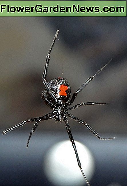 Schwarze Witwen sind die Schädlingsbekämpfer der Natur. Black widows are Nature's very own pest controllers.