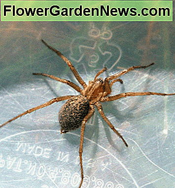 Hobo-Spinnen sind vielleicht nicht so gefährlich, wie die Leute früher dachten. Hobo spiders may not be as dangerous as people once thought.