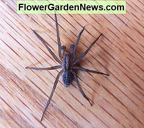 The hobo spider.