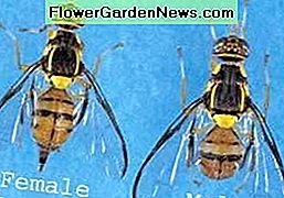 Orientalische Fruchtfliege. Oriental fruit fly.