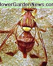 Melone Fruchtfliege Melon fruit fly