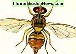 Guave Fruchtfliege. Guava fruit fly.