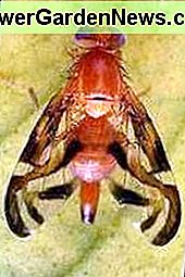 Karibische Fruchtfliege. Carribean fruit fly.