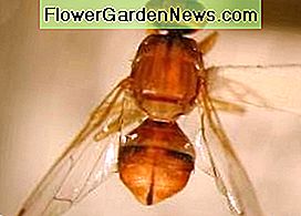 Pfirsichfruchtfliege. Peach fruit fly.