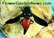 Diptera: Tephritidae Fruchtfliege. Diptera: Tephritidae fruit fly.