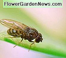 Fruchtfliegen fruit flies