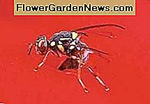 Malaysische Fruchtfliege. Malaysian fruit fly.