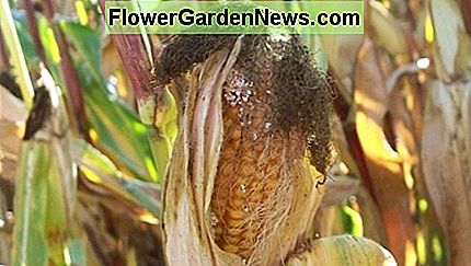 Corn borer skade på et øre af majs. Corn borer damage to an ear of corn.