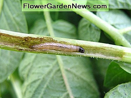 Corn Borer, der har burrowed i en stilk. Corn borer that has burrowed into a stem.