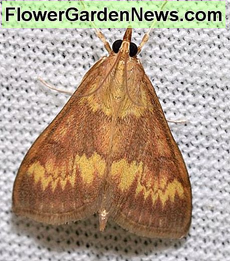 Majsboremølle. Corn borer moth.