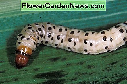 Corn borer larva. Corn borer larva.
