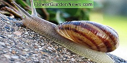 Kai kurie sodininkai mėgsta šliužas, bet dauguma jų mato kaip dažnus kenkėjus. Some gardeners love slugs, but most people see them as common pests.