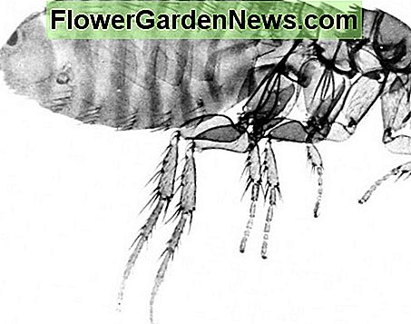 Flöhe sind etwa 1-3 mm lang und sie sind wirklich flach. Es ist schwer sie zu töten, wenn man sie nicht auflöst oder in Seifenwasser taucht. Fleas are about 1-3 mm in length, and they're really flat. It's hard to kill them unless you vacuum them up or dunk them in soapy water.