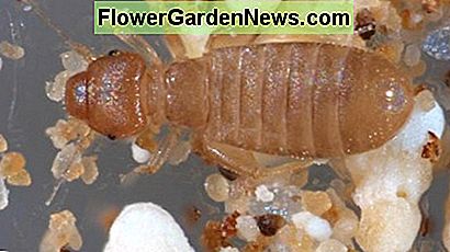 Sie können Booklice (Liposcelis bostrychophila) um andere Dinge als Bücher finden. Sie finden Pilze oder Schimmel unter Tapeten, in Möbeln, an den Seiten von Fenstern oder auf Fensterbänken, in der Regel um Topfpflanzen. You can find booklice (Liposcelis bostrychophila) around things other than books. They can find fungi or mold under wallpaper, in furniture, along the sides of windows or on window sills, usually around potted plants.