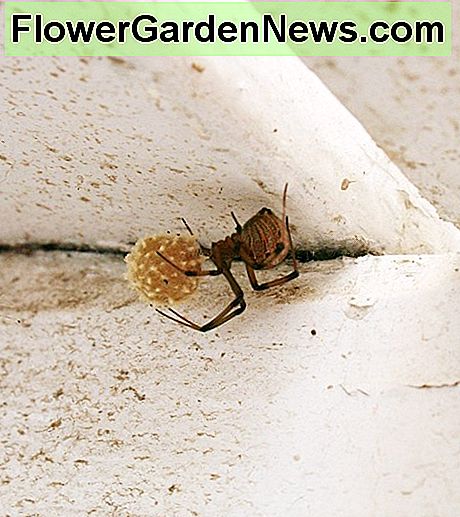 Une veuve brune et son sac d'oeufs. A brown widow and her egg sac.