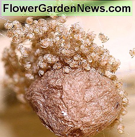 Un sac d'oeufs de veuve brune. A brown widow's egg sac.