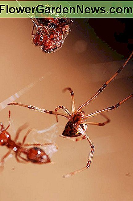 Veuve brune contre les fourmis Brown Widow vs. Ants