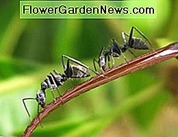 Sind Ameisen intelligent? Are Ants Intelligent?
