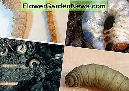 dans le sens des aiguilles d'une montre, en partant du haut à gauche: pyrale des tourbières, larve du coléoptère, ver-gris, veste en cuir de la grue clockwise from top left: sod webworm, beetle grub, cutworm, crane fly leather jacket
