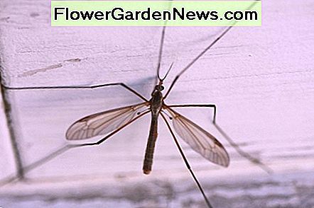 Mouche grue de la famille des insectes Tipulidacea est souvent dénommé Crane fly from the insect family Tipulidacea is often referred to as