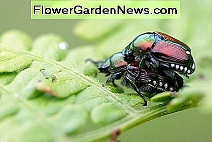 Ar kada nors stebėjote, kokie tie Japonijos vabalai daro žvaigždes šiltos vasaros metu? Ever wonder what those Japanese beetles do under the stars during the warm summer?