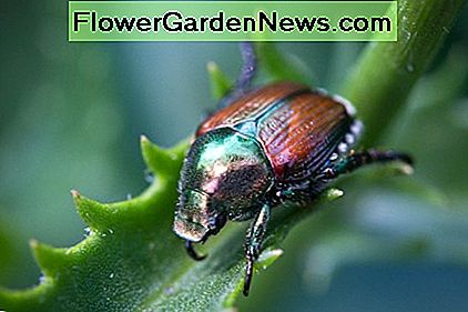 Suaugusių japonų vabalas, kuris remiasi tikėtinu maisto šaltiniu. The adult form of the Japanese beetle resting on a likely food source.