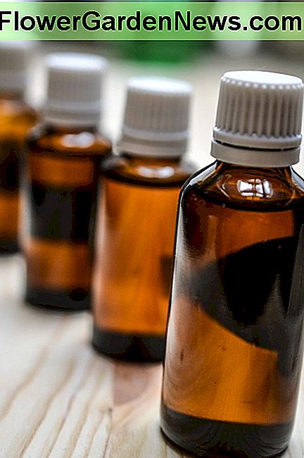 Pabandykite sukurti savo vabzdžių repelentą! Try making your own insect repellent!
