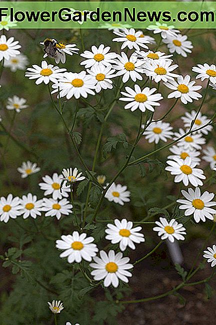 Pyrethrum Pyrethrum