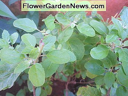 Bazilikas Basil