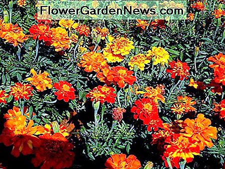 Marigolds Marigolds