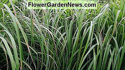 Citronella Citronella