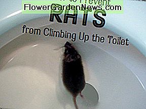 Deze rat controleert niet of het toilet schoon is onder de rand. This rat isn't checking to see if the toilet is clean under the rim.