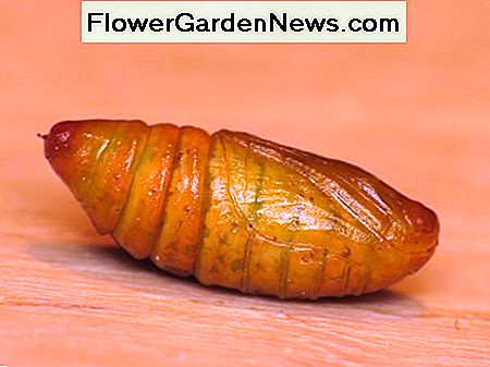 Žiemos moto kokonas (pupa) Winter moth cocoon (pupa)
