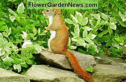 Den amerikanske røde egern er en anden modstander du måske støder på. The American red squirrel is another adversary you may encounter.