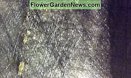ไข่และฟักไข่ใหม่พบได้ในกล่องสปริงของเตียง Eggs and newly hatched bed bugs found under the box springs of the bed.