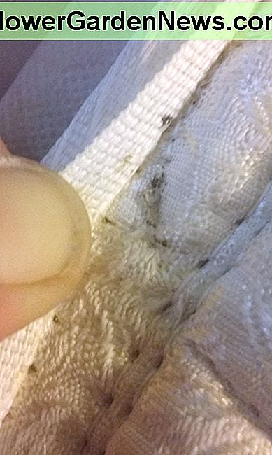 ไข่ข้อพับ (ขาว / น้ำตาล) และอุจจาระ (สีดำ) ในตะเข็บของที่นอน Bed bug eggs (white/tan) and fecal matter (black) in the seam of the mattress.