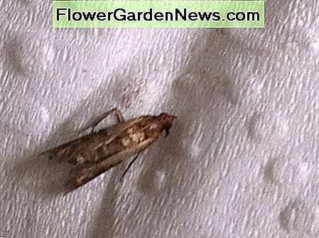 Pantry Moth, ook bekend als Indian Meal Moth Pantry Moth, also known as Indian Meal Moth