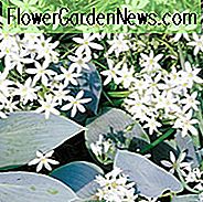 Ornithogalum Nutans, Dropping Star of Bethlehem, Nodding Star of Bethlehem, Silver Bells, forårsløg, hvide blomster