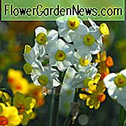 Narcissus 'lavine', påskelilje 'lavine', påskelilje sytten søstre, Tazetta påskelilje 'lavine', forårsløg, forårsbloem, midt forårsløg, sene forårsløg, midt sæson narcissus, sæsonen narcissus, duftende påskelilje