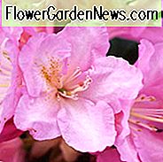 Rhododendron 'Ken Janeck', Rhododendron Yakushimanum 'Ken Janeck', rosa Blüten, rosa Rhododendron, rosa blühender Strauch