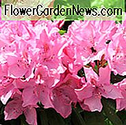 Rhododendron 'Olga Mezitt', Rhododendron 'Olga Mezzitt', rosa Blüten, rosa Rhododendron, rosa blühender Strauch