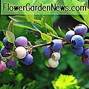Vaccinium Angustifolium, Lowbush Blueberry, Low-Bush Blueberry, Spät Sweet Blueberry, Wild Blueberry, Beeren,