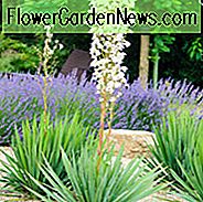 Yucca Filamentosa, Adams-Nadel, Carolina-Seidengras, Nadel-Palme, die Kerze unseres Herrn, Spoonleaf-Yucca, thready Adams-Nadel, immergrüner Strauch, spanisches Bajonett