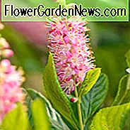 Clethra Alnifolia 'Rubin Spice', Sweet Pfeffer Bush 'Ruby Spice', Süßer Pfefferbusch 'Ruby Spice', Sommer Süß 'Ruby Spice', Summersweet 'Ruby Spice'
